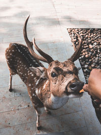 Cropped hand feeding deer at zoo