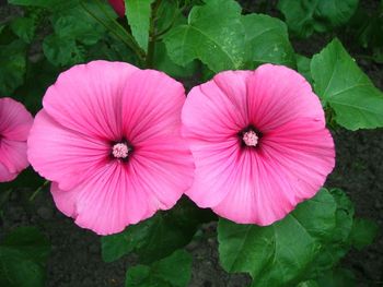 Close-up of pink flower