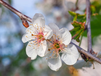 Close-up of white cherry blossom tree