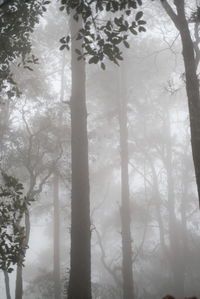 Trees in forest