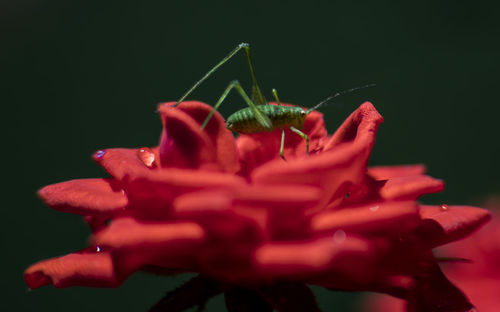 Close-up of insect on red flower