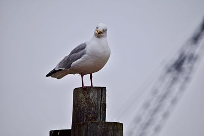 Seagull perching on wooden post against sky