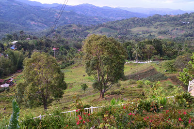 High angle view of flowering plants on land