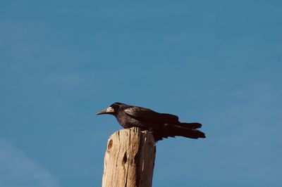 Low angle view of bird perching against clear sky