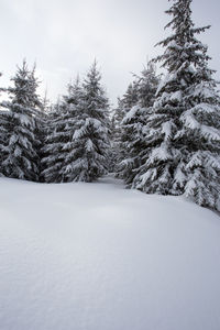 Snow covered trees against sky