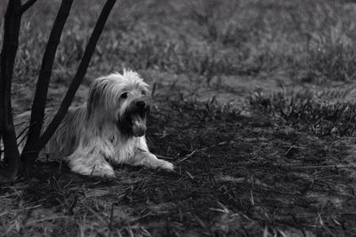 View of trees on field