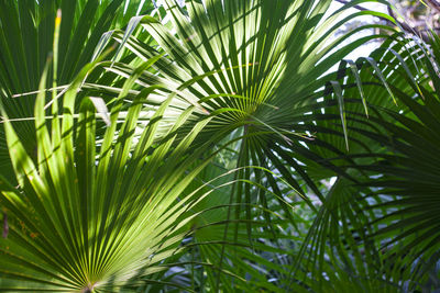 Close-up of palm tree