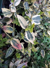 High angle view of flowering plants and leaves