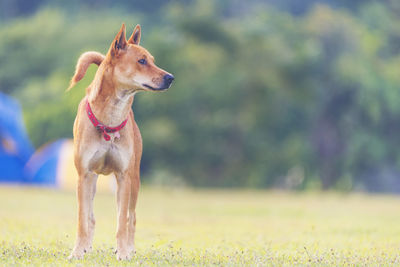 Dog looking away on field