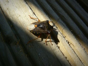 Close-up of insect on wooden wall