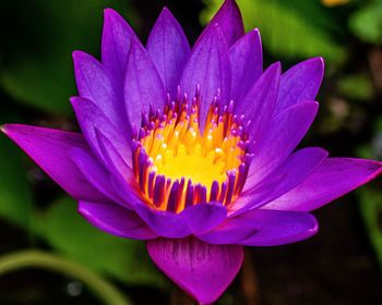 Close-up of purple water lily