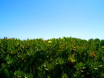 Crops growing on field against clear blue sky