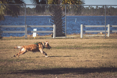 View of a dog running