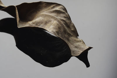 Close-up of dry leaves against white background