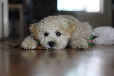 Close-up portrait of dog lying on floor at home