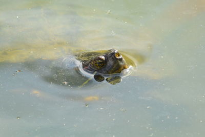 High angle view of turtle swimming in lake