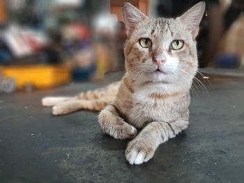 Close-up portrait of tabby cat