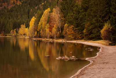 Scenic view of lake by trees in forest