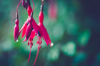 Close-up of red flower