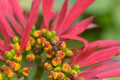 Close-up of insect on red flowering plant