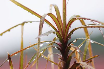Low angle view of plants