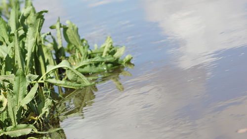 Close-up of plants growing in lake against sky