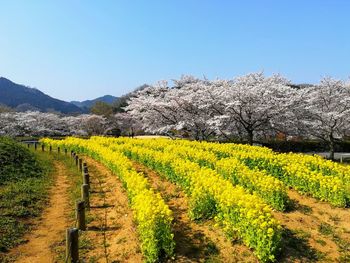 Scenic view of agricultural field against clear sky