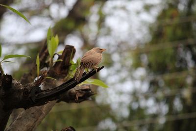 Low angle view of bird perching on branch