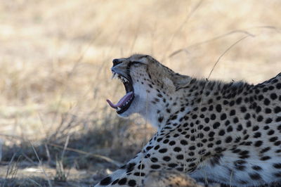 Close-up side view of tiger yawning