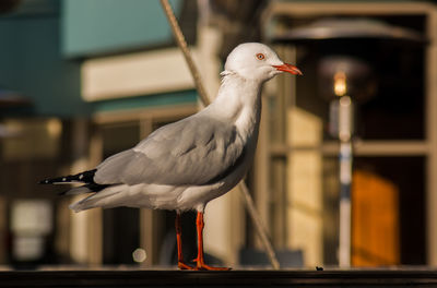 Close-up of seagull perching on railing