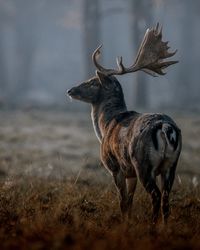 Deer standing in a field