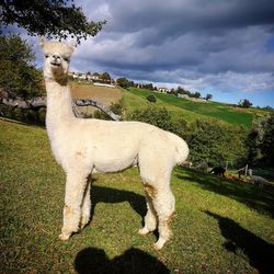 View of a horse on field