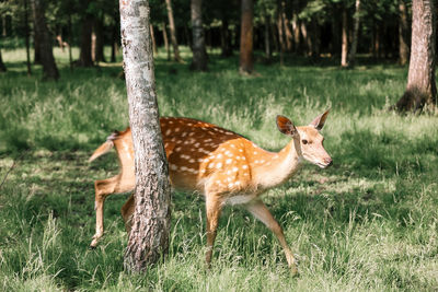 Portrait of a spotted deer in the forest