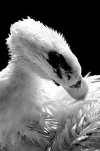 Close-up of a bird over black background