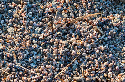 Full frame shot of pebbles