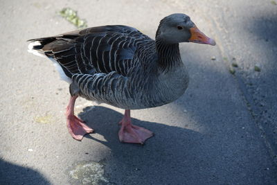 High angle view of bird perching on the road