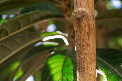 Close-up of tree trunk