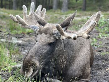 Close-up of deer