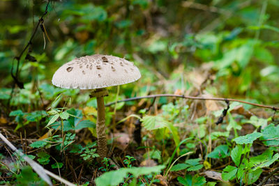 Close-up of mushroom growing on field