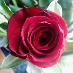 Close-up of red rose blooming outdoors