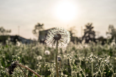 Close-up of dandelion on field against sky