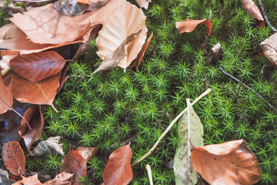 High angle view of autumn leaves on field