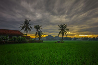 Scenic view of agricultural field against dramatic sky