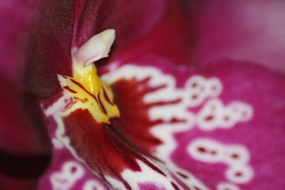 Close-up of fresh pink day lily