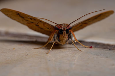 Close-up of insect