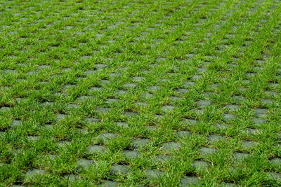 Full frame shot of hay