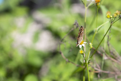 Close-up of butterfly on flower