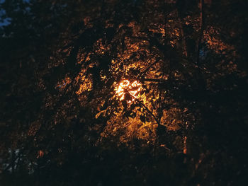 Low angle view of trees in forest at night