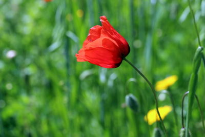 Close-up of red poppy flower