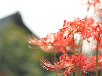 Close-up of red flowering plant